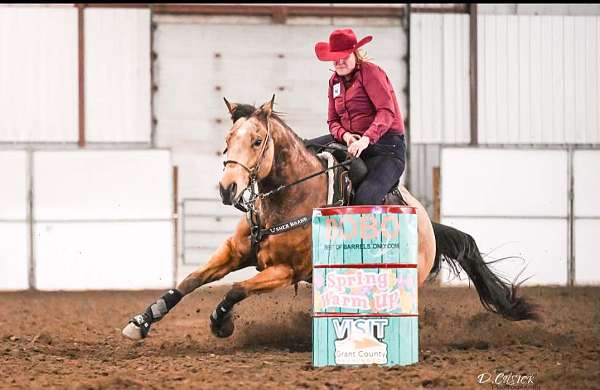 experienced-quarter-horse