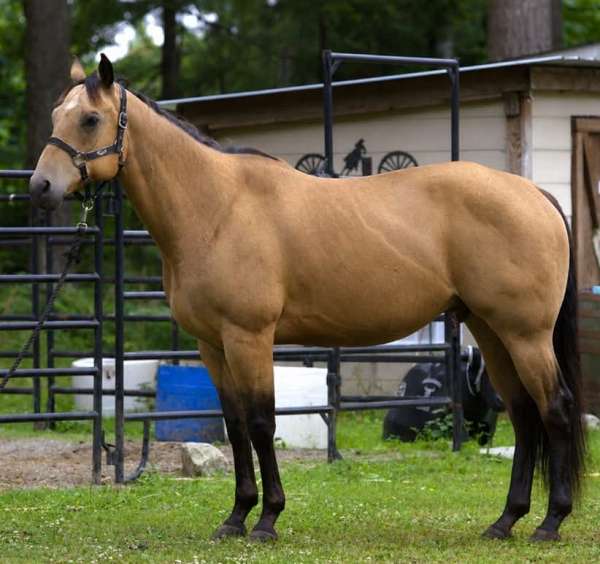 performance-quarter-horse