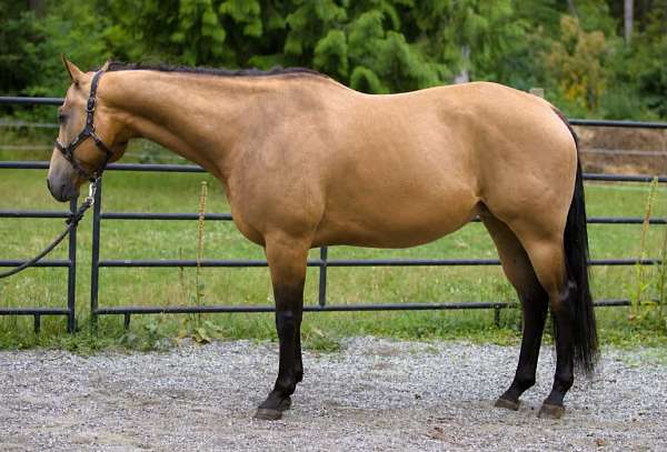 playday-quarter-horse