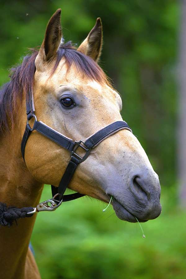 ranch-quarter-horse