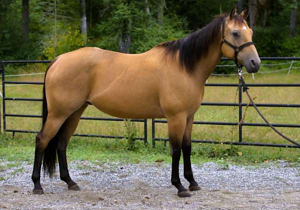 ranch-versatility-quarter-horse