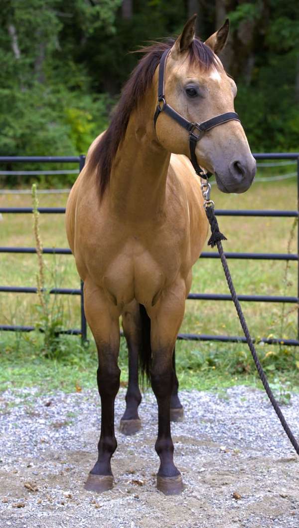 ranch-work-quarter-horse
