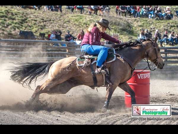 trail-riding-quarter-horse