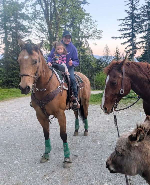 western-riding-quarter-horse