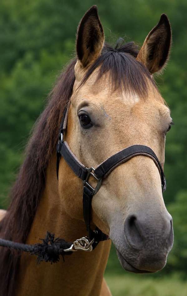 buckskin-quarter-horse-gelding
