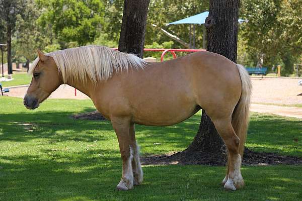 all-around-haflinger-pony