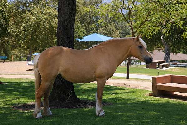 athletic-haflinger-pony