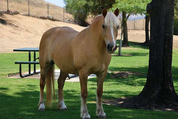 beginner-haflinger-pony