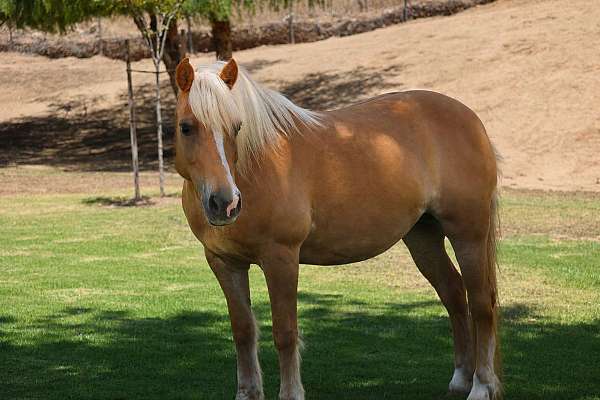 calf-roping-haflinger-pony