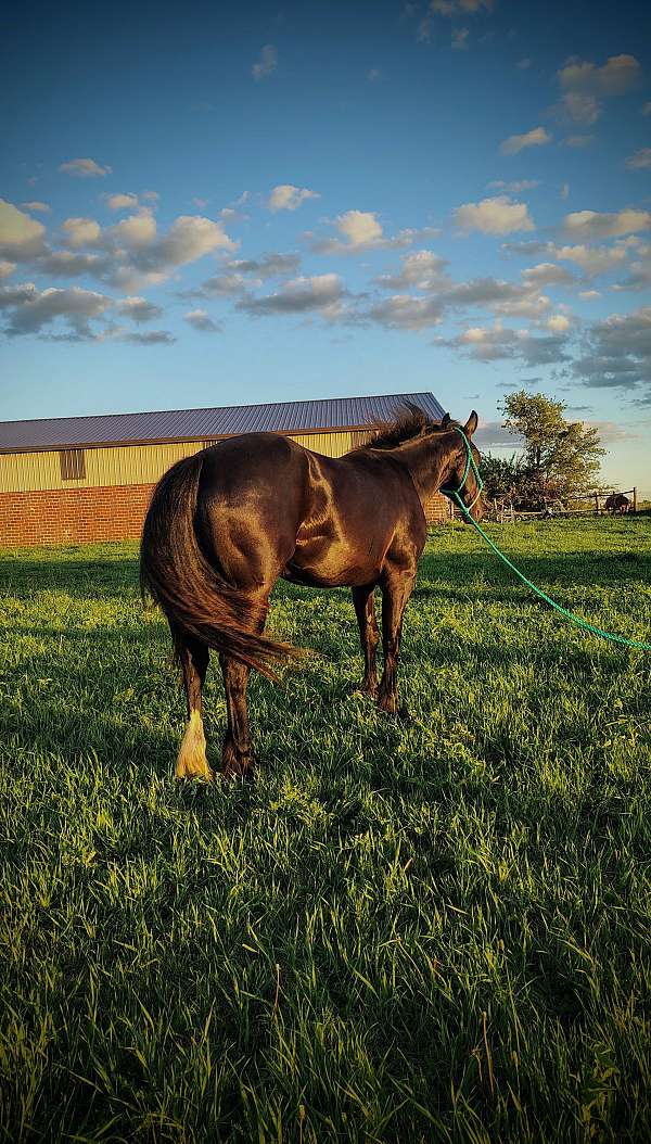 draft-cross-horse