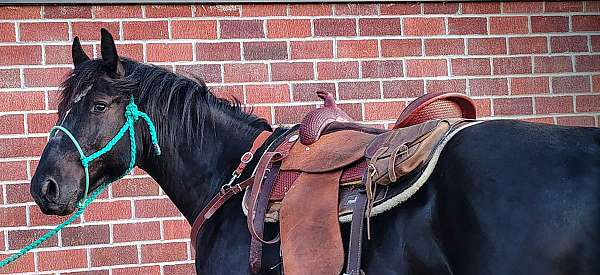 ranch-draft-horse