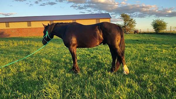 gelding-draft-horse