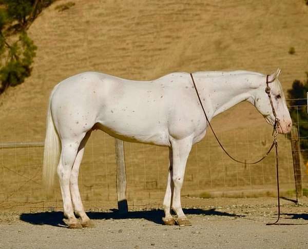 white-calf-roping-horse