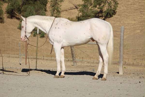 all-around-appaloosa-horse