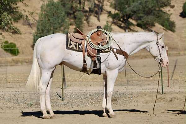 athletic-appaloosa-horse