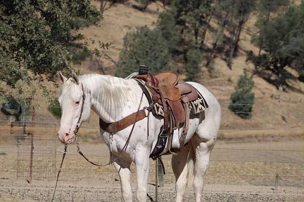 beginner-appaloosa-horse