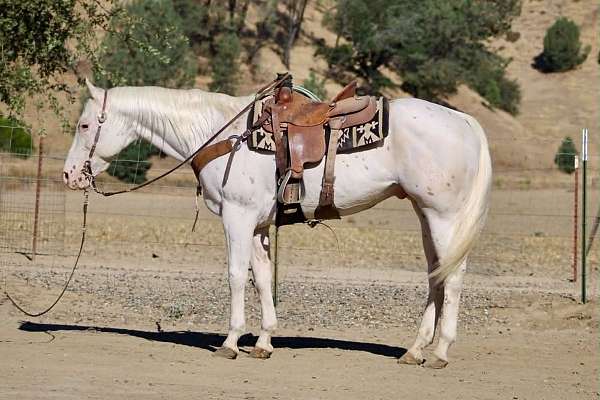 calf-roping-appaloosa-horse