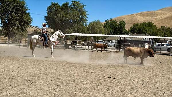 endurance-appaloosa-horse