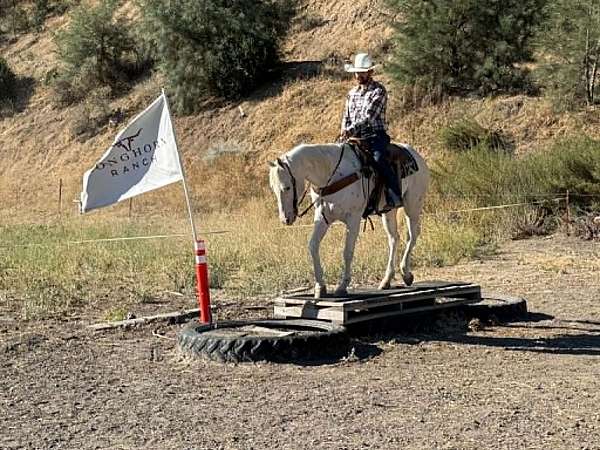 experienced-appaloosa-horse