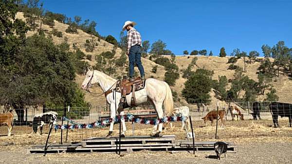 flashy-appaloosa-horse