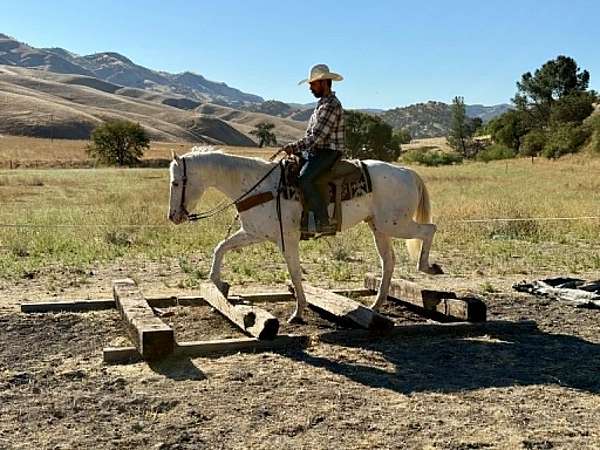 husband-safe-appaloosa-horse