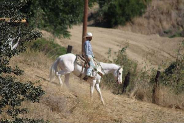 kid-safe-appaloosa-horse