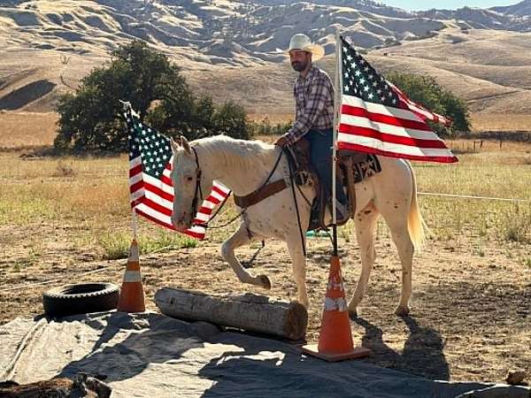 performance-appaloosa-horse