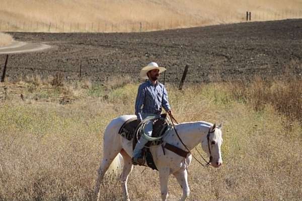 ranch-appaloosa-horse