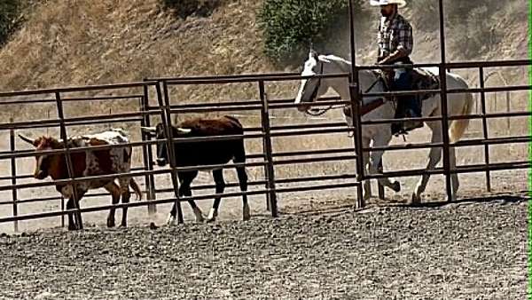 ranch-versatility-appaloosa-horse