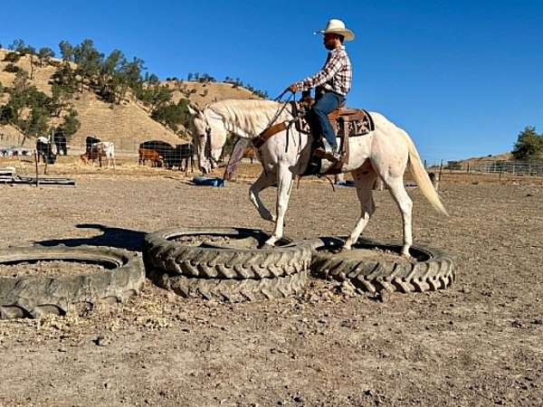 ranch-work-appaloosa-horse