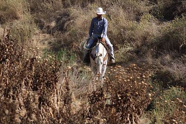 ridden-western-appaloosa-horse