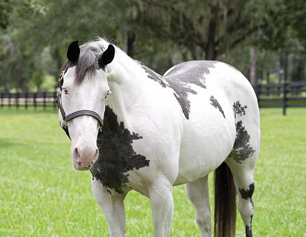 all-around-paint-horse