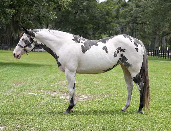 athletic-paint-horse