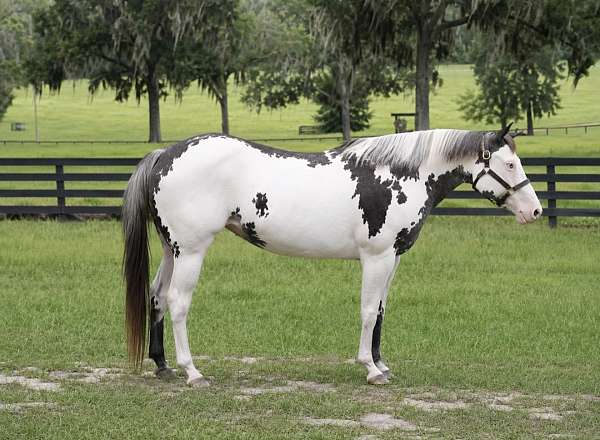 beginner-paint-horse