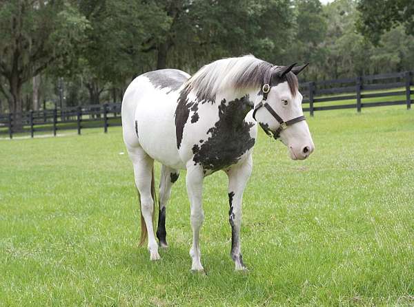 endurance-paint-horse