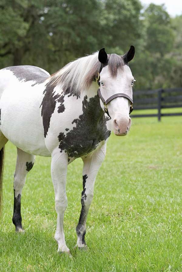 experienced-paint-horse