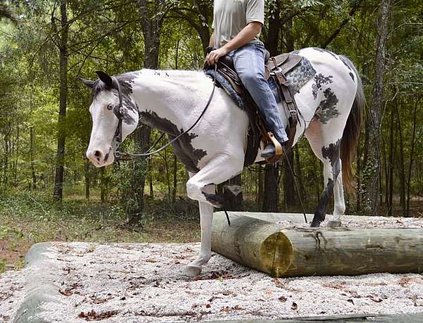 all-paint-horse