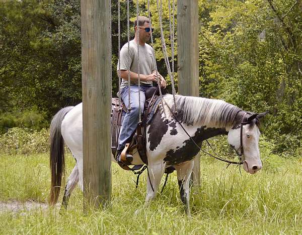 any-terrain-paint-horse