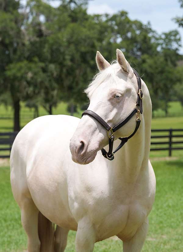 cremello-trail-r-horse