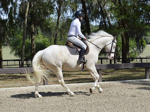 all-around-quarter-horse