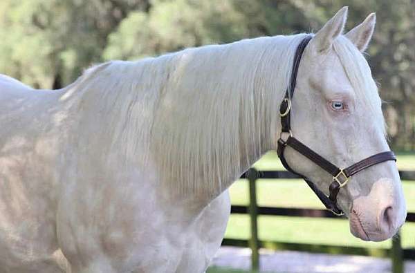 athletic-quarter-horse