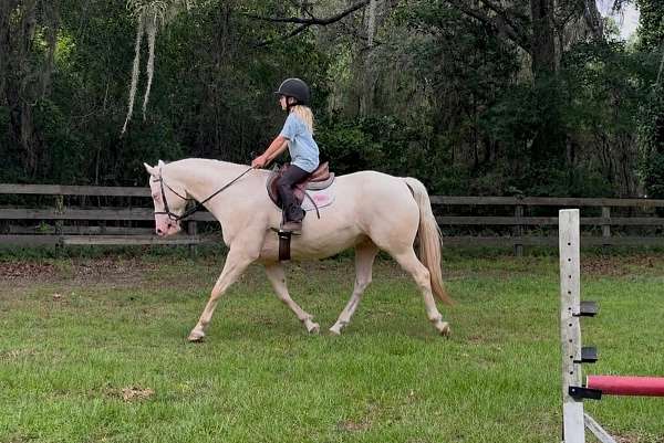 dressage-quarter-horse