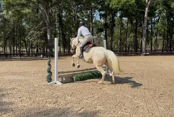 english-pleasure-quarter-horse