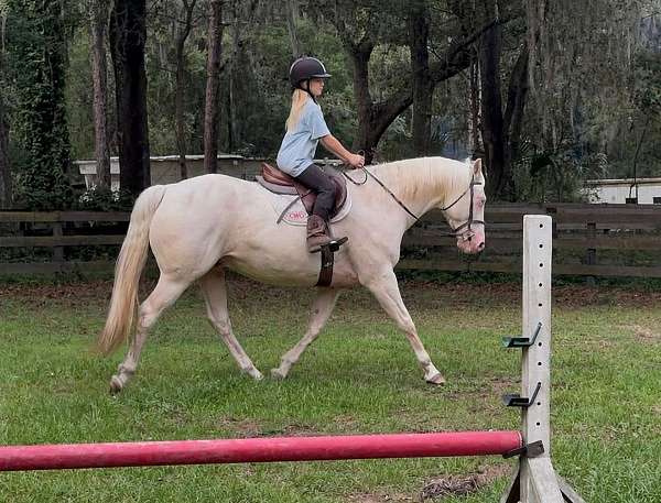 experienced-quarter-horse