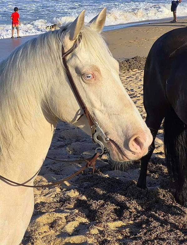 field-hunter-quarter-horse