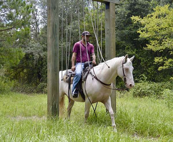 ability-quarter-horse