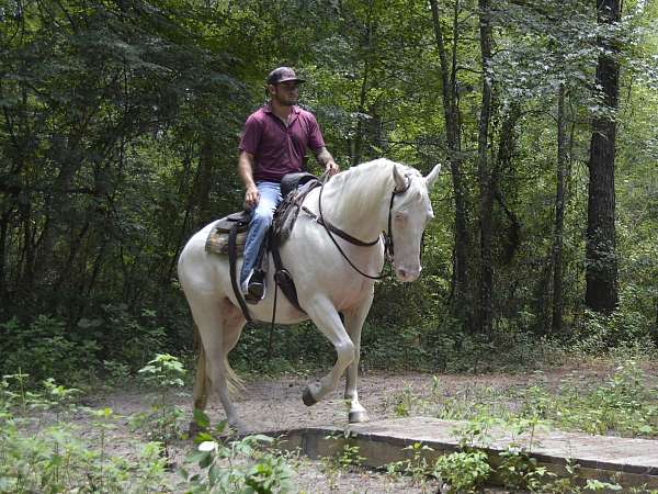 arena-quarter-horse