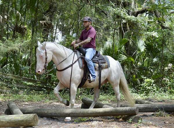 arena-work-quarter-horse