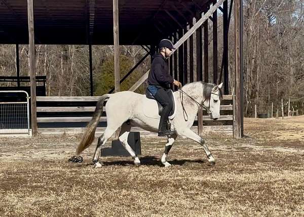 dressage-andalusian-horse