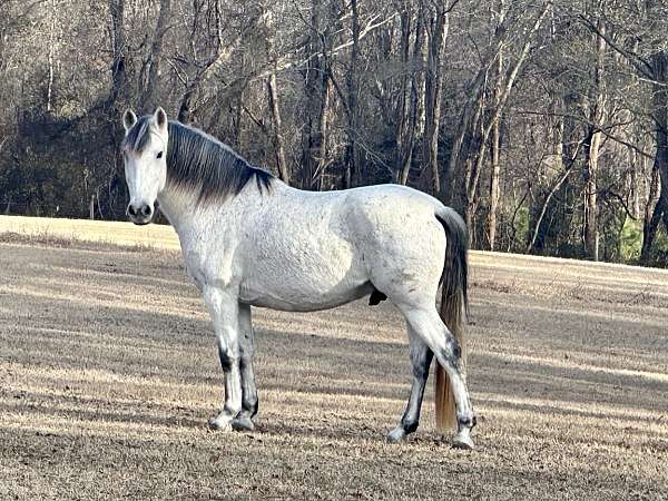 sporthorse-andalusian-horse